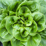 FULL (20 week) Dry Creek Ranch CSA