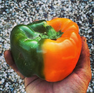 HALF (10 week) Dry Creek Ranch CSA